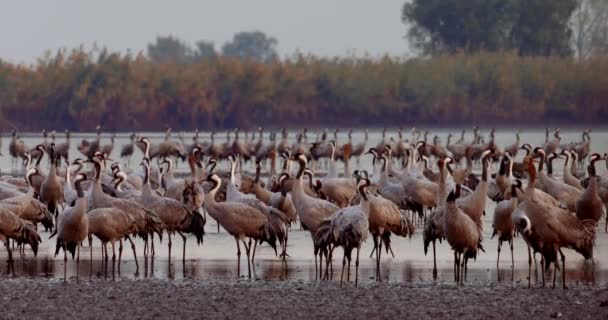 Duizenden Kraanvogels Aan Het Meer — Stockvideo