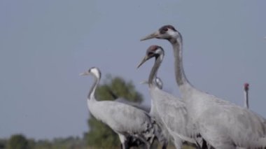 Tarladaki Turnalar - Kuş Ailesi