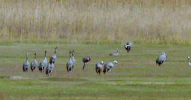 Turnalar A Alanında Yiyor, Grus Grus