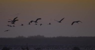 Turnalar Düzen Uçuşu, Göçmen Kuş, Grus Grus