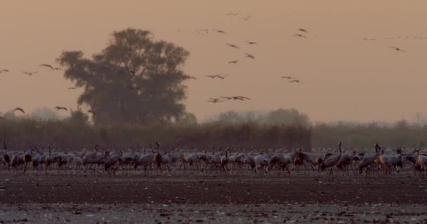 Tusentals Crane Bird Filed — Stockvideo