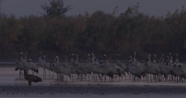 Duizenden Kraanvogels Aan Het Meer — Stockvideo