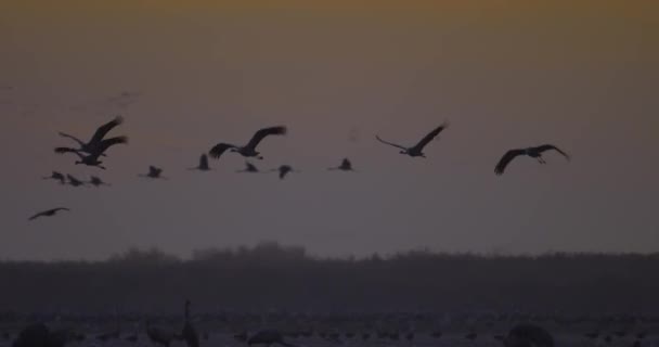 Kranar Som Flyger Formationsflygning Flyttfågel Grus Grus — Stockvideo