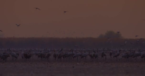 Tusentals Crane Bird Filed — Stockvideo