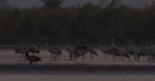 Gewone Vogels Kraan Hortobagy Hongarije — Stockvideo