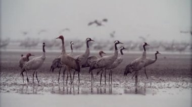 Hortobagy, Macaristan 'da ortak kuşlar