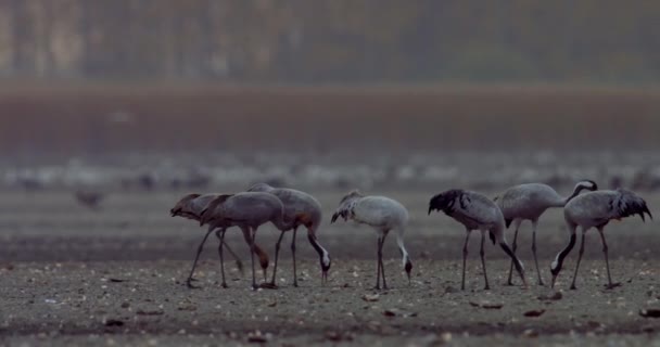 在田里觅食的普通鹤 — 图库视频影像