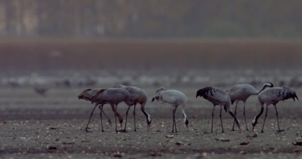 Gemeenschappelijke Kranen Die Zich Voeden Een Veld — Stockvideo