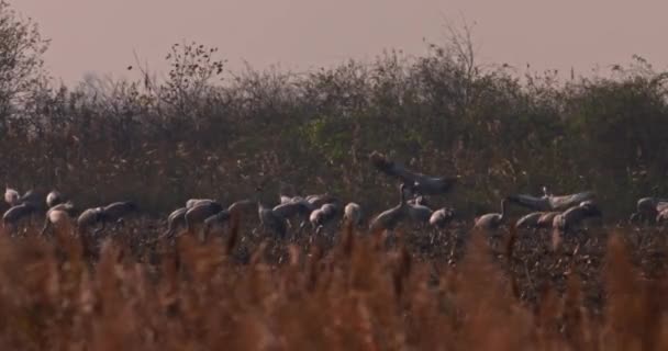 Kranar Som Äter Ett Fält Grus Grus — Stockvideo