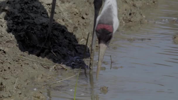 Żuraw Ptak Napoje Wody Rzeki — Wideo stockowe