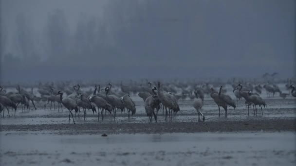 Duizenden Kraanvogels Aan Het Meer — Stockvideo