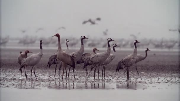 Vanliga Fåglar Crane Hortobagy Ungern — Stockvideo