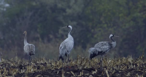 Běžné Jeřáby Krmící Poli — Stock video