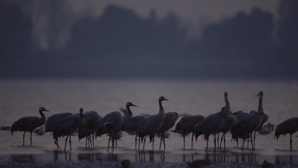 Tysiące Ptaków Żurawia Nad Jeziorem — Wideo stockowe