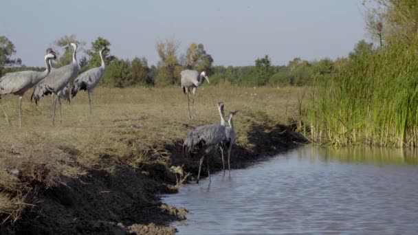 Crane Fågel Drycker Vatten Från Floden — Stockvideo