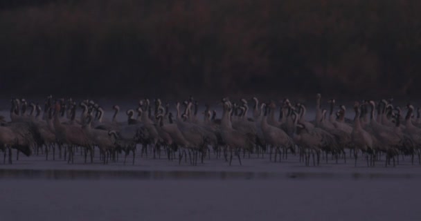 欧洲中部湖畔数以千计的鹤鸟 — 图库视频影像