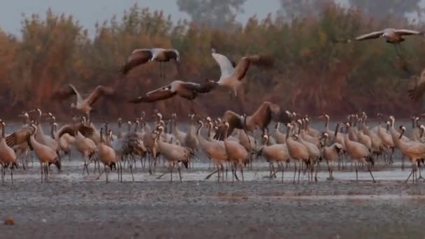 Dźwigi Latające Formacji Lotu Migratory Bird Grus Grus Powolny Obraz — Wideo stockowe