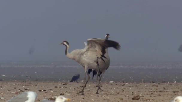 Vanliga Fåglar Crane Hortobagy Ungern — Stockvideo