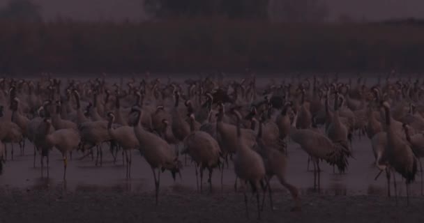 Tysiące Ptaków Żurawia Nad Jeziorem — Wideo stockowe