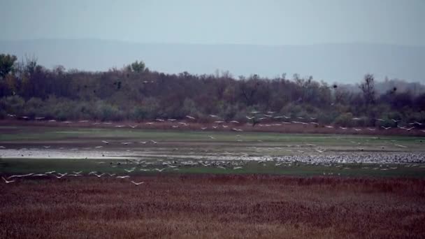 Kranen Vlucht Vogels Vliegen Vliegen — Stockvideo