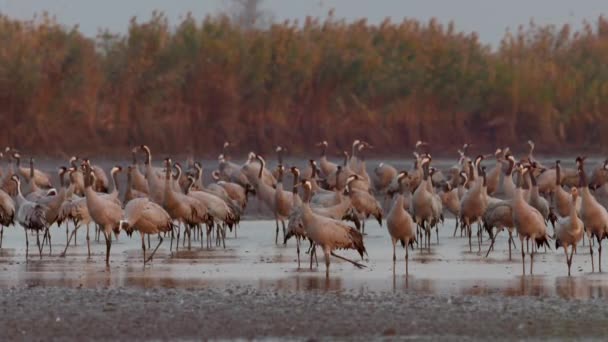 Tysiące Ptaków Żurawia Nad Jeziorem Powolny Ruch Obrazu — Wideo stockowe