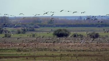 Turnalar Düzen Uçuşu, Göçmen Kuş, Grus Grus