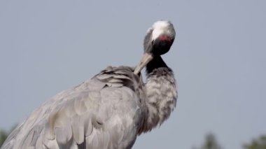 Turnalar - Yakın, Orta Avrupa