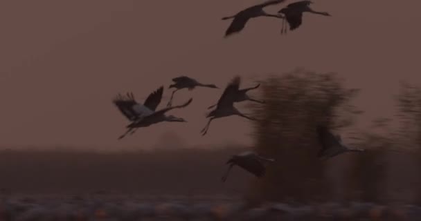 Kranar Flyg Fåglar Flyg Flyg — Stockvideo