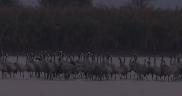 Tusentals Tranor Fågel Vid Sjön — Stockvideo