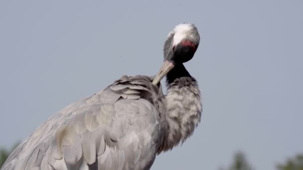 Cranes Close Central Europe — стокове відео