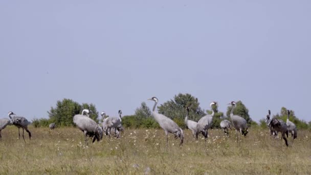 匈牙利Hortobagy的普通鸟类鹤 — 图库视频影像