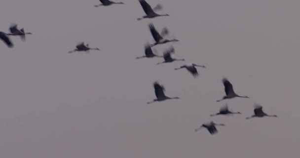 Duizenden Kraanvogel Het Veld Kranen Vlucht Vogels Vliegen Vliegen — Stockvideo