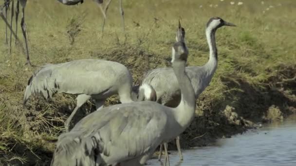 Duizenden Kraanvogel Het Veld Kranen Vlucht Vogels Vliegen Vliegen — Stockvideo