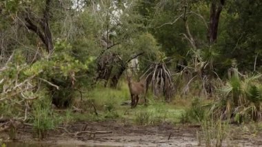 Ormanda erkek su geyiği
