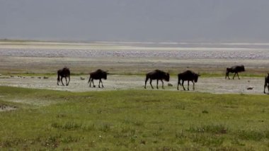 Afrika av köpeği çalılıklarda oturuyor