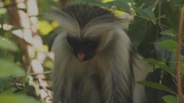 Kırmızı kolobus maymunu Hint bademi yaprakları yiyor.