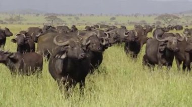 Kuru çimenlerde bufalo sürüsü