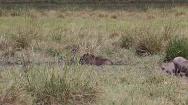 Yaban domuzu çimenlerde debeleniyor