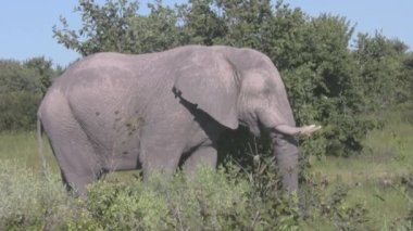 Botswana 'da fil aranıyor.