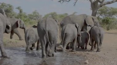 su birikintisinin bırakarak fil ailesi