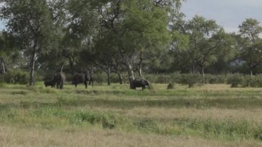 Savanada filler otluyor.