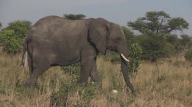 Yalnız fil ineği otluyor.