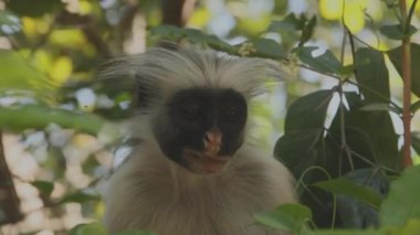 Kırmızı Colobus maymunu yaprak yiyor.