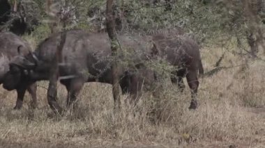 Savana ormanında bufalo boğaları