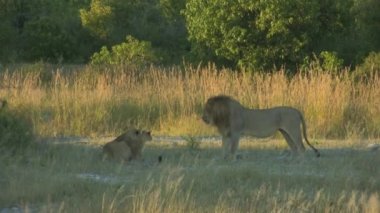 Aslan ailesi gölgede dinleniyor.
