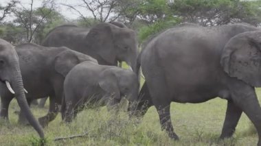 Fil ailesi yürüyor, Serengeti Milli Parkı
