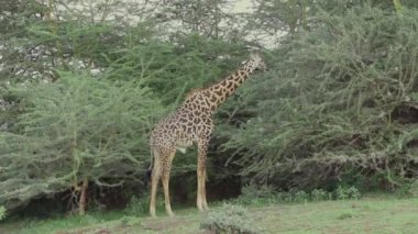 Akasya, Tanzanya, Afrika 'yı yiyen zürafa