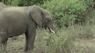 Fil otları yiyor ve uzaklaşıyor.