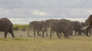 Springboks Çimenli ovalarda yürüyor