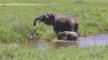 Anne suyu geçen bebek fil.